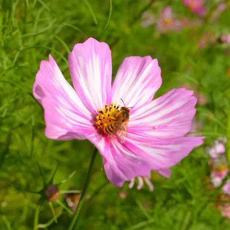 Hotel Chateau De La Marjolaine 3*